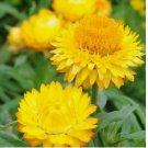 Golden Yellow Strawflower Seeds | 100 Seeds | Non-GMO