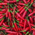 60 Thai Hot Pepper Seeds | Heirloom / Non-GMO