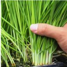 Garlic Chive Seeds for Planting - Heirloom, Non-GMO Chinese Chives Vegetable 500 Seeds