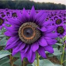‘Violet Majesty’ Purple Sunflower Seeds – Rare Heirloom Variety for Garden 50pcs