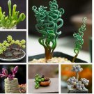 Mixed Succulent Plant Seeds, 100pcs/pack
