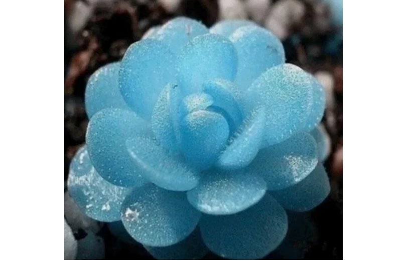 100PCs/Pack Blue Flower Succulent Seeds Rare