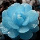 100PCs/Pack Blue Flower Succulent Seeds Rare