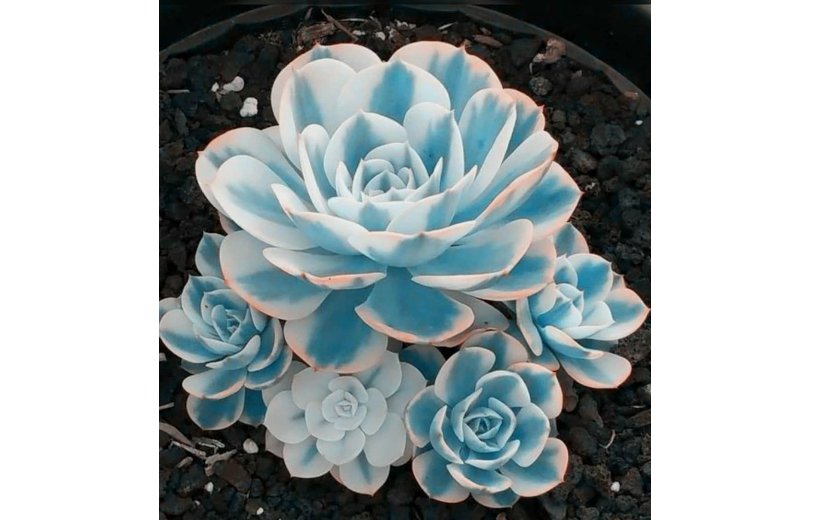 100pcs/pack Blue White Succulents Witchford Lithops Seeds, Cactus Seeds