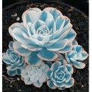 100pcs/pack Blue White Succulents Witchford Lithops Seeds, Cactus Seeds