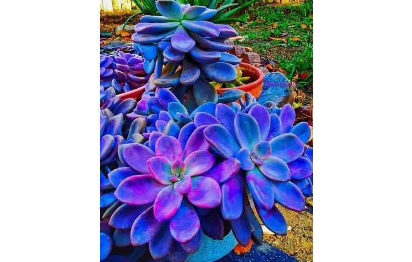 100pcs/pack Blue Succulents Witchford Lithops Seeds, Cactus Seeds