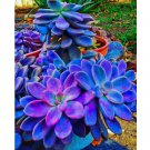 100pcs/pack Blue Succulents Witchford Lithops Seeds, Cactus Seeds