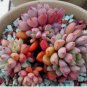 100pcs/pack Blue Succulents Witchford Lithops Seeds, Cactus Seeds