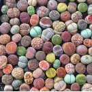 100pcs/pack Mixed Succulent Plant Seeds, Living Stones Lithops Seeds.