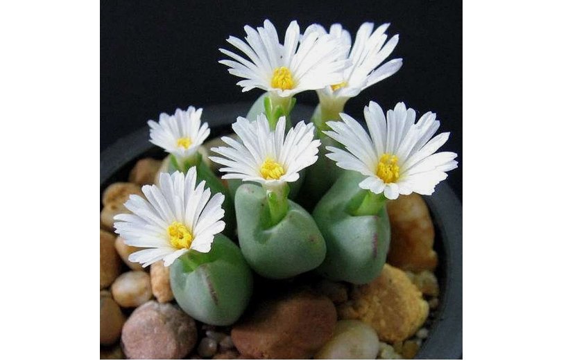 100pcs/pack Mixed White Flower Lithops Seeds, Succulent Plants