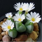 100pcs/pack Mixed White Flower Lithops Seeds, Succulent Plants