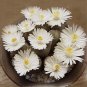 100pcs/pack Mixed White Flower Lithops Seeds, Succulent Plants