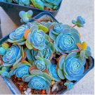 100pcs/pack Blue Succulents Witchford Lithops Seeds, Cactus Seeds