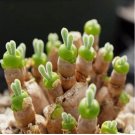 100pcs/pack Monilaria Obconica Bunny Seeds, Succulents Seeds