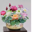 Mixed Color The Sacred Bonsai Lotus Flower Seeds Indoor Outdoor Pond 15pcs
