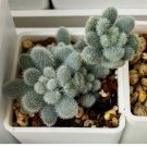 Sedum mocinianum, Fuzzy Leaves, Succulent Seeds, 100PCs/Pack Seeds