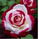 20  Red & White Bi-Color Rose Seeds – Non-GMO Heirloom Variety for Garden
