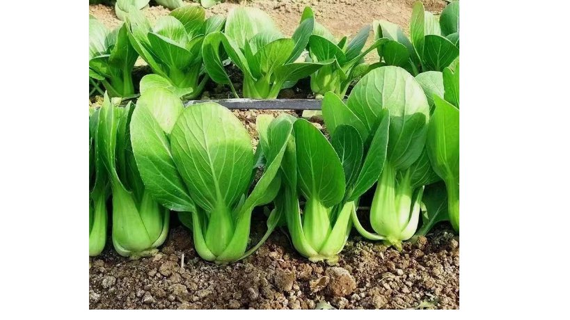 'All Year Round' Chinese Cabbage Seeds - Heirloom & Organic, Non-GMO 1000pcs