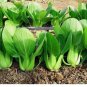 'All Year Round' Chinese Cabbage Seeds - Heirloom & Organic, Non-GMO 1000pcs