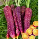 1000 Count Purple Carrot Seeds  – Non-GMO Heirloom Garden Vegetable