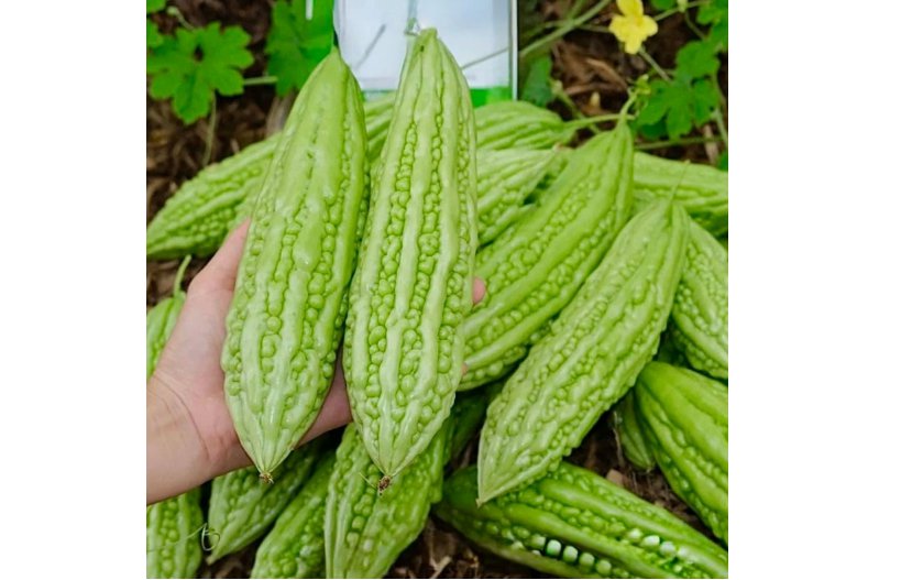 Bitter Melon Seeds &acirc;�� Fast-Growing Green Skin Bitter Gourd (Balsam Pear) 15pcs