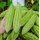 Bitter Melon Seeds – Fast-Growing Green Skin Bitter Gourd (Balsam Pear) 15pcs