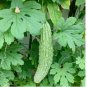 Bitter Melon Seeds – Fast-Growing Green Skin Bitter Gourd (Balsam Pear) 15pcs