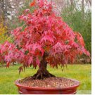Red Japanese Maple, Acer (Palmatum atropurpureum) Bonsai 20 Tree Seeds