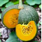 Kabocha Squash Seeds – Japanese Green Pumpkin Variety Raised Beds 15pcs