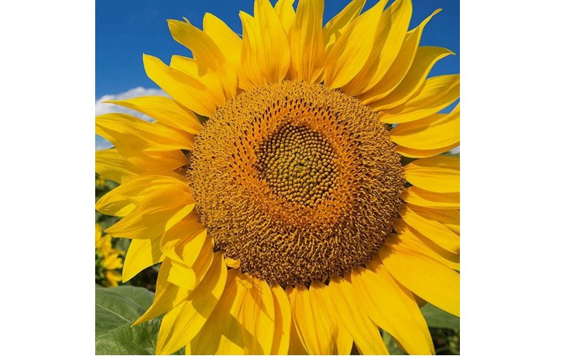 50pcs/pack Huge Giant Yellow Sun Flower seeds Competition Beauty Seed
