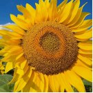 50pcs/pack Huge Giant Yellow Sun Flower seeds Competition Beauty Seed