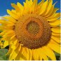50pcs/pack Huge Giant Yellow Sun Flower seeds Competition Beauty Seed
