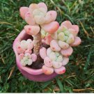Tiscalatengo Gorge Sedum, Succulent Seeds,  100 Seeds