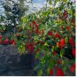 Ghost Pepper Seeds &acirc;�� Extremely Hot Chili Pepper 50pcs Variety Over 1,000,000 SHU