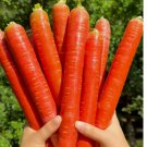 Red Fruit Carrot Seeds Sweet and Juicy Heirloom Variety for Home Gardens 1000pcs