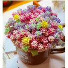 100pcs/pack Beauty Succulents Seeds, Mixed