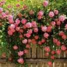 PINK CLIMBING ROSE Rosa Bush Vine Climber Fragrant Butterfly Flower 10 Seeds