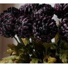 200+ Twilight Plum Mum Chrysanthemum Seeds  Mum Flower, Flower Seeds Annual