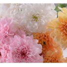 200+ Soft Pastel Mix Mum Chrysanthemum Seeds  Mum Flower, Flower Seeds