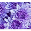 200+ Faded Lilac Mum Chrysanthemum Seeds  Mum Flower, Flower Seeds, Annual