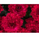 200+ Divine Charm Mum Chrysanthemum Seeds  Mum Flower, Flower Seeds, Annual