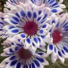 200+ Blue White Mum Chrysanthemum Seeds  Mum Flower, Flower Seeds Annual