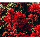 200+  Sublime Cherry Mum Chrysanthemum Seeds Mum Flower Flower Seeds Annual