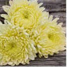 200+ Vanilla Haze Mum Chrysanthemum Seeds  Mum Flower, Flower Seeds, Annual