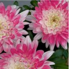 200+ Pink Lace Mum Chrysanthemum Seeds  Mum Flower, Flower Seeds, Annual