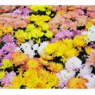 200+ Field Bouquet Mix Mum Chrysanthemum Seeds  Mum Flower, Flower Seeds