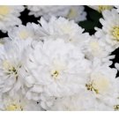 200+ Pearl Gem Mum Chrysanthemum Seeds  Mum Flower, Flower Seeds, Annual
