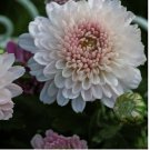 200+ Blushing Blossom Mum Chrysanthemum Seeds  Mum Flower, Flower Seeds
