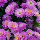 200+ Orchid Delight Mum Chrysanthemum Seeds  Mum Flower Flower Seeds