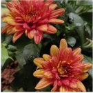 200+ Crimson Sparks Mum Chrysanthemum Seeds  Mum Flower, Flower Seeds